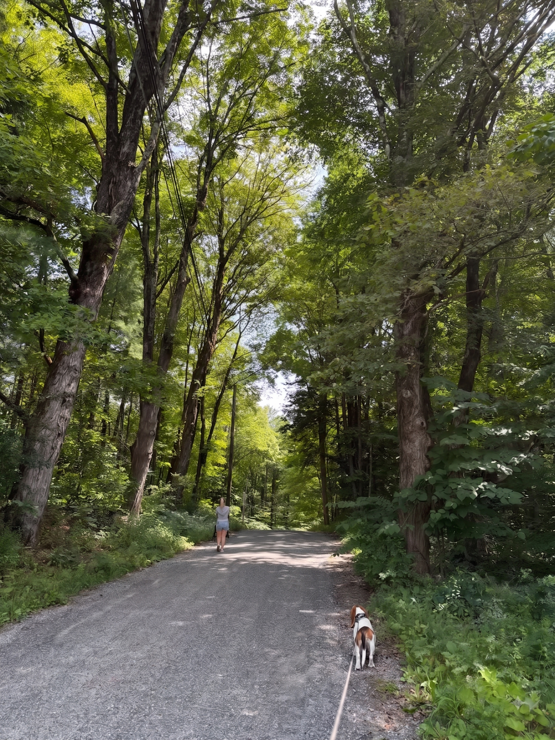 Summer Walk down Furnace Road